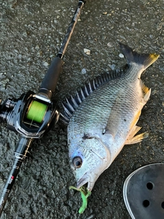 キビレの釣果
