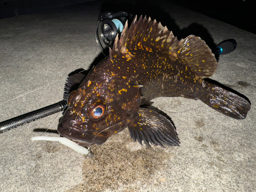 オウゴンムラソイの釣果