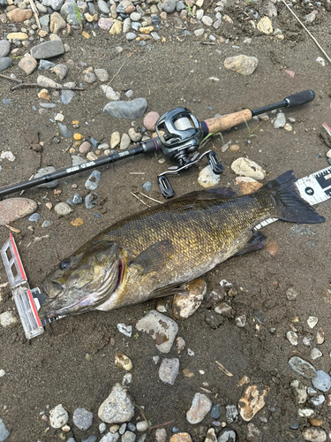 スモールマウスバスの釣果