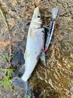 ニゴイの釣果