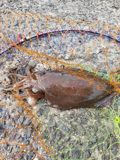 モンゴウイカの釣果