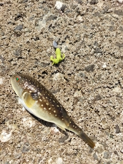 フグの釣果