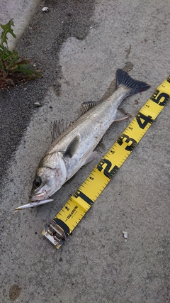 フッコ（マルスズキ）の釣果