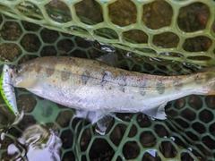 アマゴの釣果