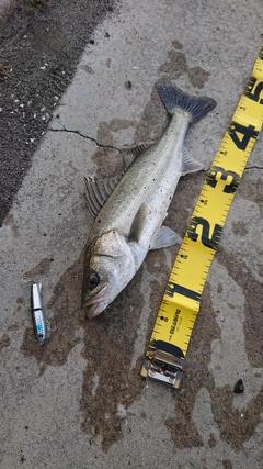 フッコ（マルスズキ）の釣果