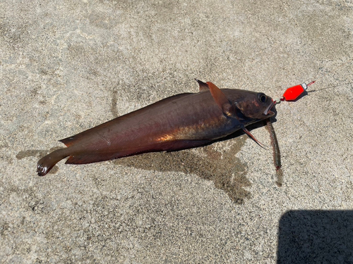 ドンコの釣果