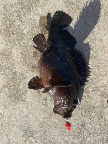 オウゴンムラソイの釣果