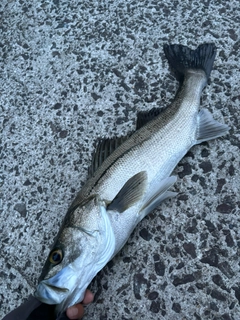 マルスズキの釣果