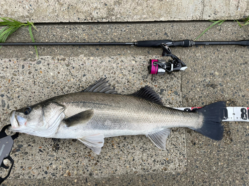 シーバスの釣果