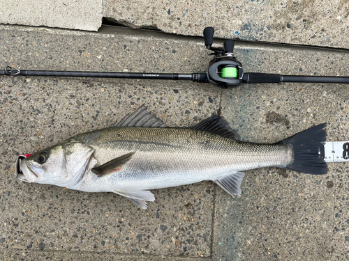 シーバスの釣果