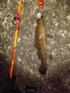 カワアナゴの釣果