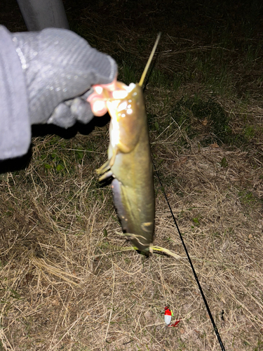 マナマズの釣果