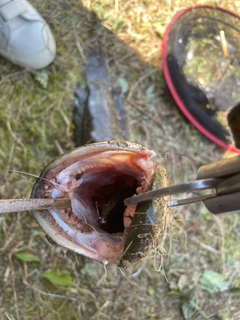 ライギョの釣果