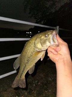 ラージマウスバスの釣果