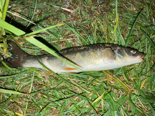 ウグイの釣果