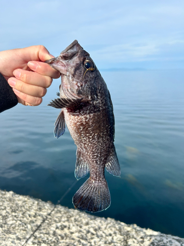 マゾイの釣果