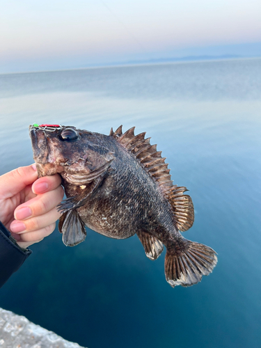 ムラソイの釣果