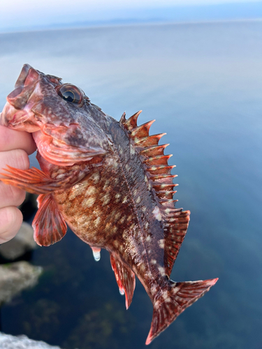 カサゴの釣果