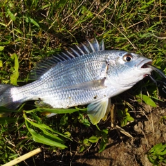 キビレの釣果