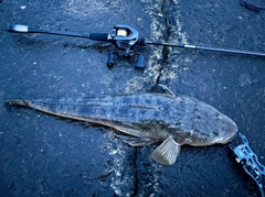 マゴチの釣果