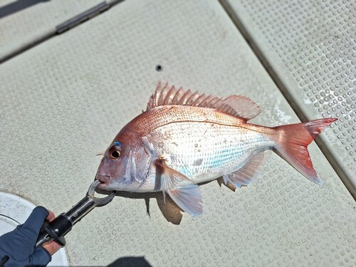 マダイの釣果