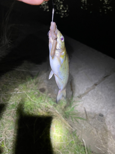 ナマズの釣果