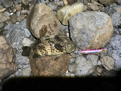 チャイロマルハタの釣果