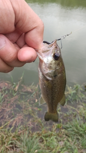 ラージマウスバスの釣果