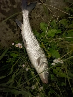 ニゴイの釣果