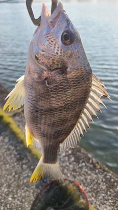 キビレの釣果