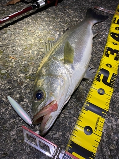 シーバスの釣果