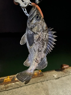 クロソイの釣果