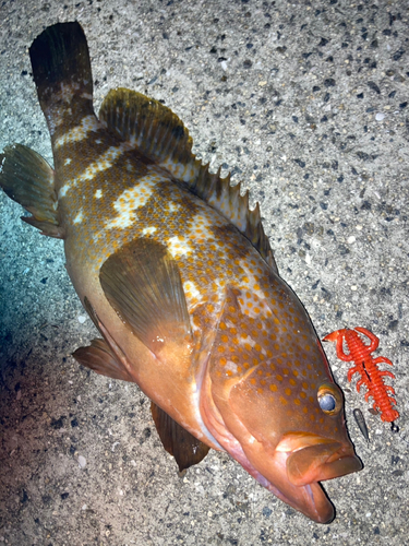 アコウの釣果