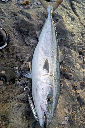 ワラサの釣果