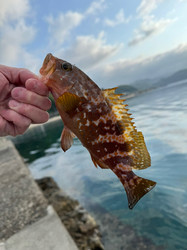 アコウの釣果