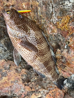 オオモンハタの釣果