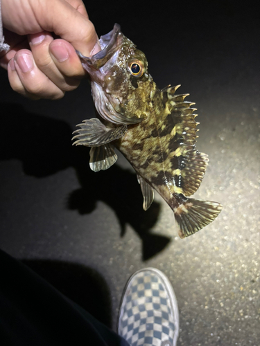 カサゴの釣果