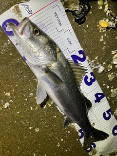 シーバスの釣果