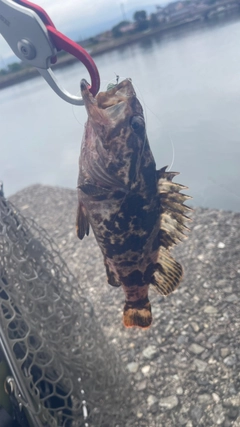 タケノコメバルの釣果