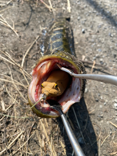 ライギョの釣果