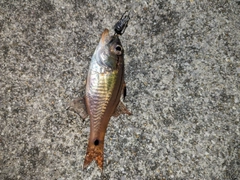 ネンブツダイの釣果