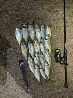 アジの釣果