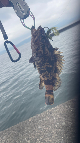 タケノコメバルの釣果