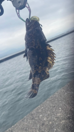 タケノコメバルの釣果