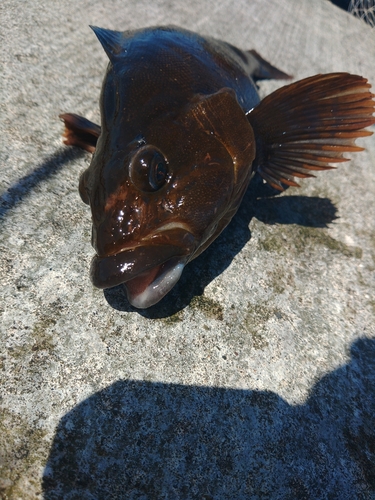 内浦湾（北海道）