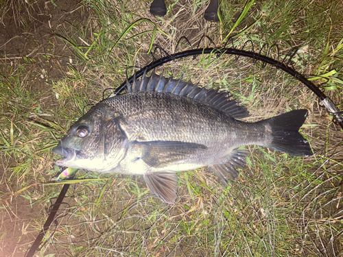 チヌの釣果