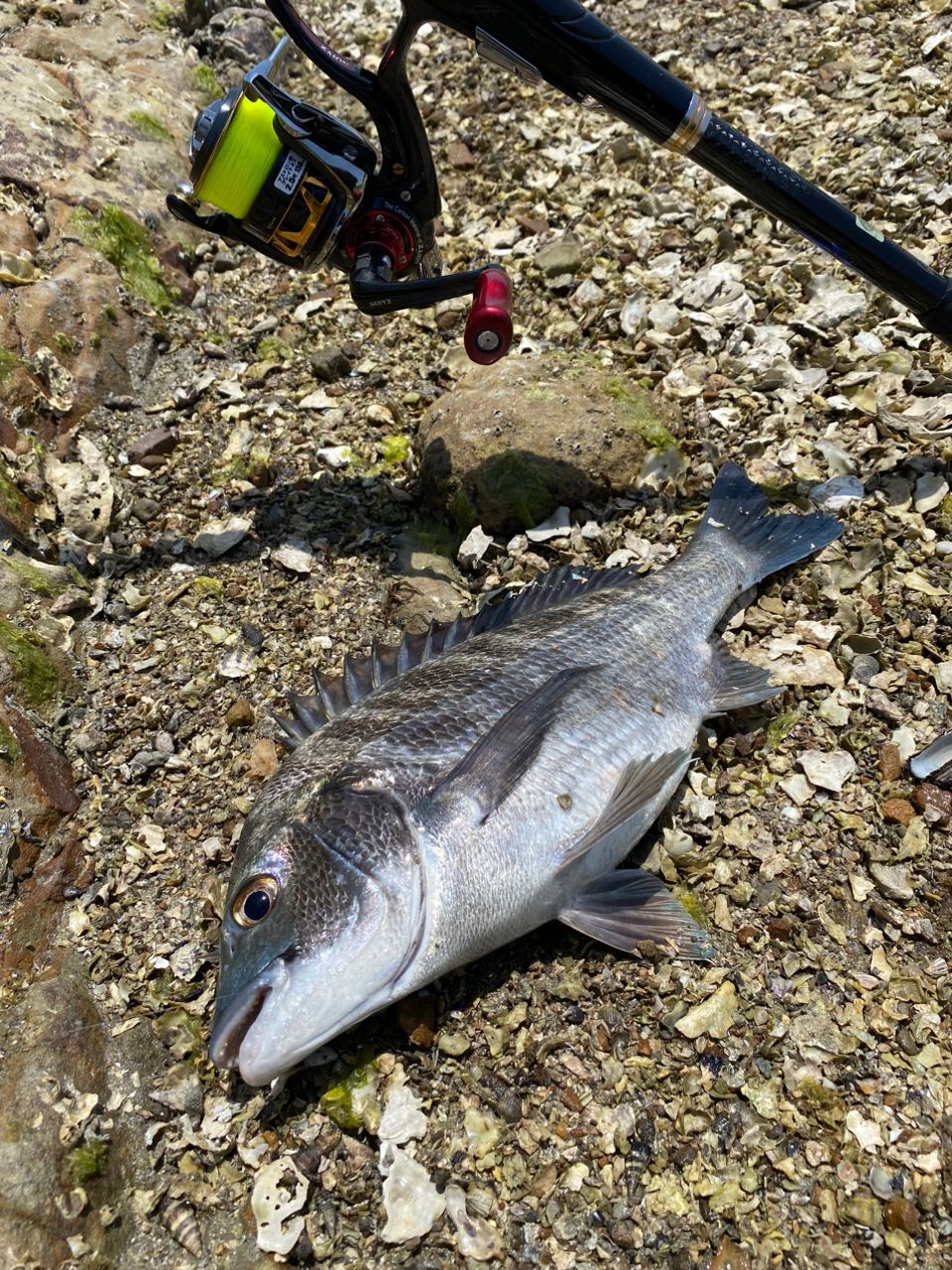 ゆうとぱぱさんの釣果 1枚目の画像