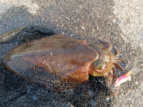 コウイカの釣果