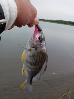 キビレの釣果