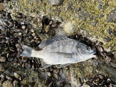 クロダイの釣果